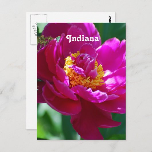 牡丹 ポストカード (正面/裏面)