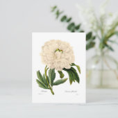 牡丹 ポストカード (スタンド正面)