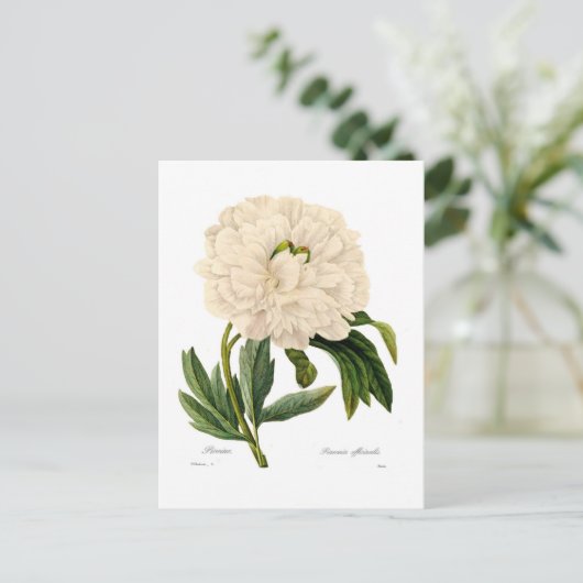 牡丹 ポストカード (スタンド正面)