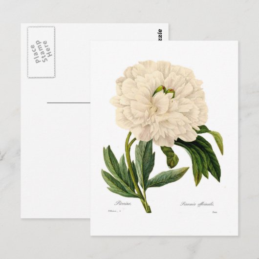 牡丹 ポストカード (正面/裏面)