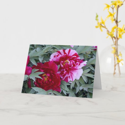 牡丹「四味錦」 カード (黄色い花)