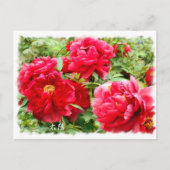 牡丹 [花] ポストカード (正面)