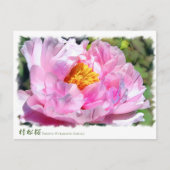 牡丹 [花] ポストカード (正面)