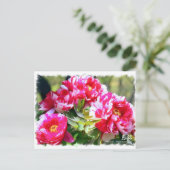 牡丹 [花] ポストカード (スタンド正面)