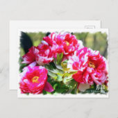 牡丹 [花] ポストカード (正面/裏面)