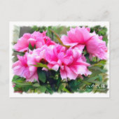 牡丹 [花] ポストカード (正面)