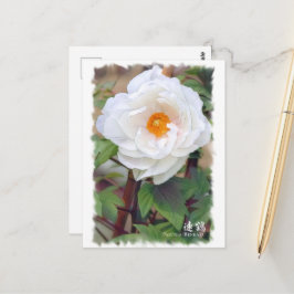 牡丹 [花] ポストカード