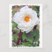 牡丹 [花] ポストカード (正面)