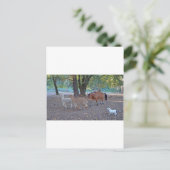 牧場での生活 ポストカード (スタンド正面)