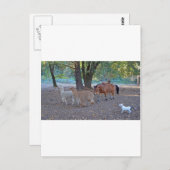 牧場での生活 ポストカード (正面/裏面)