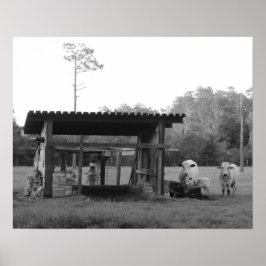 牧場で – 牛 – 黒と白 ポスター