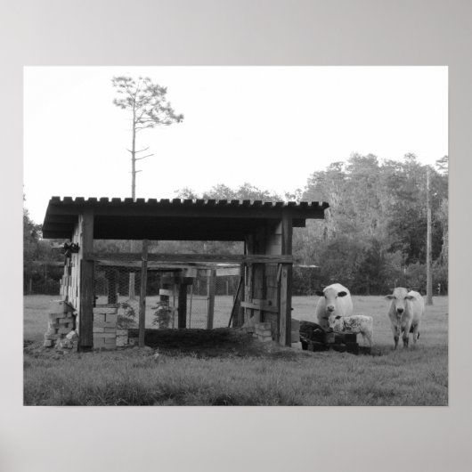 牧場で – 牛 – 黒と白 ポスター (正面)