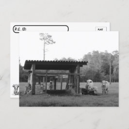 牧場のポストクロッシング – 牛 – 白黒 ポストカード