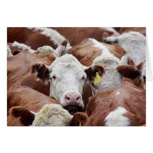 牧場の牛 (正面横)