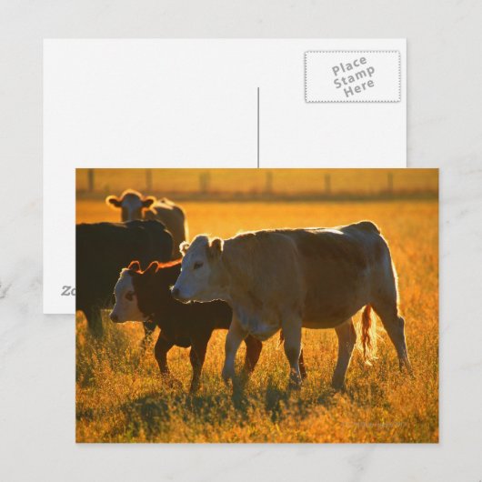 牧場の牛2 ポストカード (正面/裏面)
