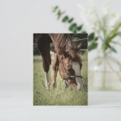 牧場の牝馬のポストカード ポストカード (スタンド正面)