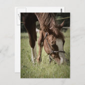 牧場の牝馬のポストカード ポストカード (正面/裏面)