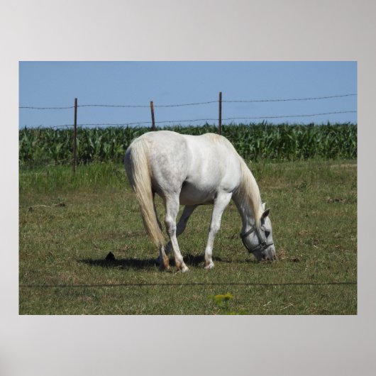 牧場の白い馬が草を食べている ポスター (正面)