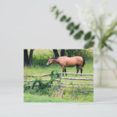 牧場の馬 – はがき (スタンド正面)