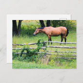 牧場の馬 – はがき (正面/裏面)