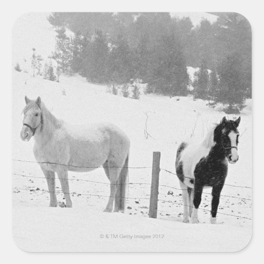 牧場の馬 スクエアシール (正面)