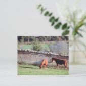 牧場の馬 ポストカード (スタンド正面)