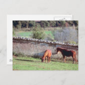 牧場の馬 ポストカード (正面/裏面)