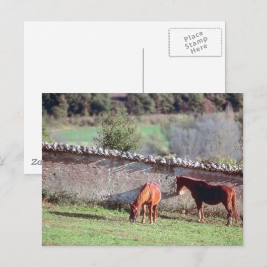 牧場の馬 ポストカード (正面/裏面)