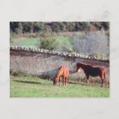 牧場の馬 ポストカード (正面)