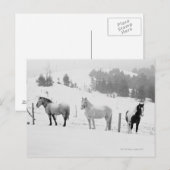 牧場の馬 ポストカード (正面/裏面)