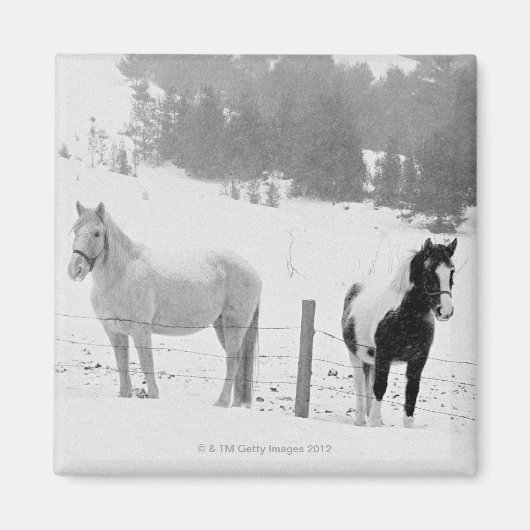 牧場の馬 マグネット (正面)