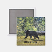 牧場を横切る黒熊 マグネット (正面/裏面)