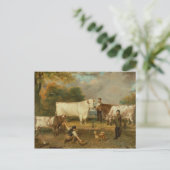 牧民の牛 ポストカード (スタンド正面)