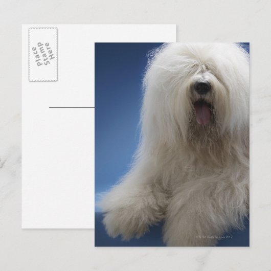 牧羊犬 ポストカード (正面/裏面)