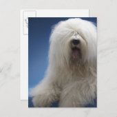 牧羊犬 ポストカード (正面/裏面)