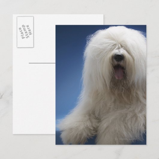 牧羊犬 ポストカード (正面/裏面)