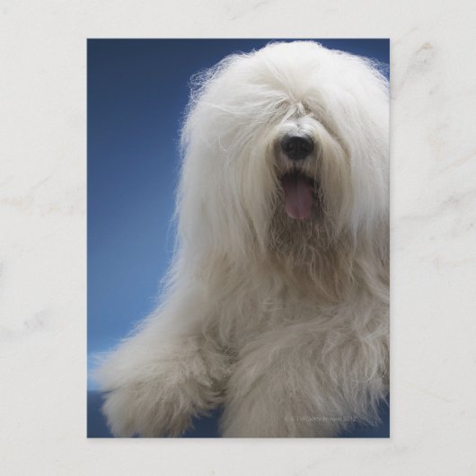 牧羊犬 ポストカード (正面)