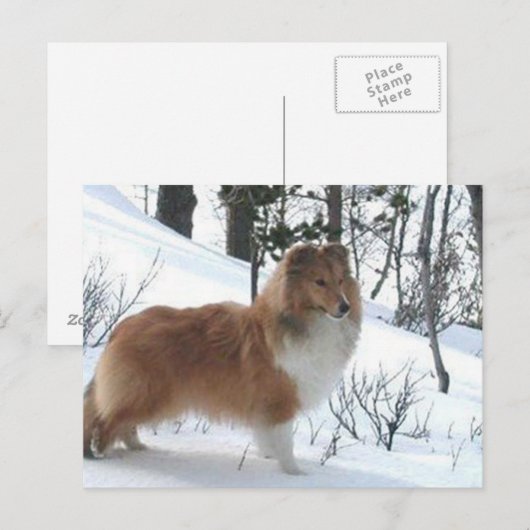 牧羊犬 ポストカード (正面/裏面)