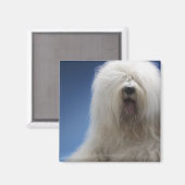牧羊犬 マグネット (正面/裏面)