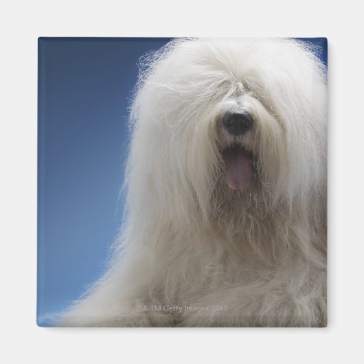 牧羊犬 マグネット (正面)