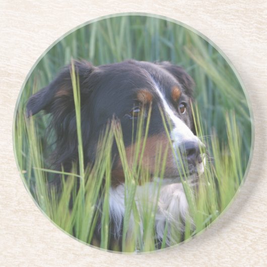 牧草の牧羊犬 コースター (正面)