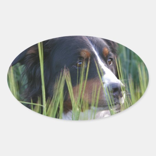 牧草の牧羊犬 楕円形シール (正面)