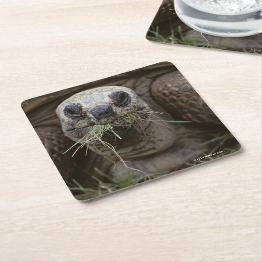 牧草を食べているAldabraのカメ スクエアペーパーコースター (アングル)