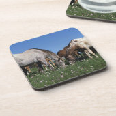 牧草を食べているAppaloosaの馬のグループ コースター (左側)