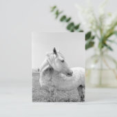 牧草地での斑入りのグレー ポストカード (スタンド正面)