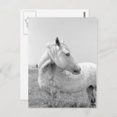 牧草地での斑入りのグレー ポストカード (正面/裏面)