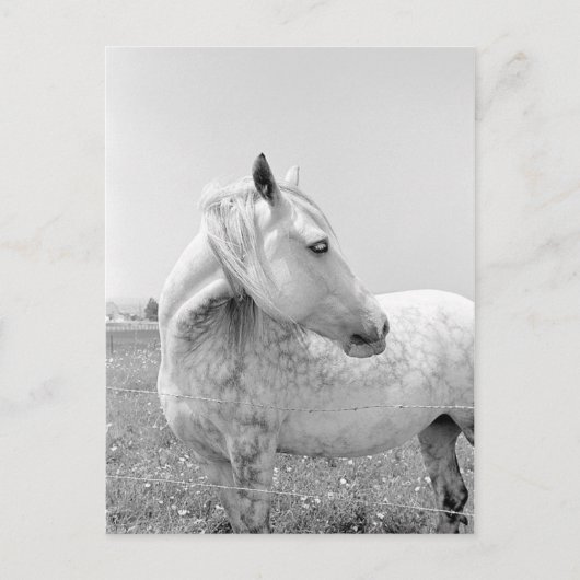 牧草地での斑入りのグレー ポストカード (正面)