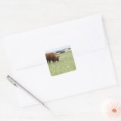 牧草地での牛の放牧 スクエアシール (封筒)