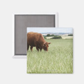 牧草地での牛の放牧 マグネット (正面/裏面)