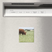 牧草地での牛の放牧 マグネット (インサイチュ (食洗機))